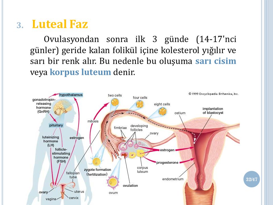 Como funcionan las tiras de ovulacion